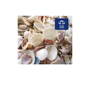 EN TENDENCIA: Conchas Marinas Ecológicas, Seguras y Limpias, Ideales para Decoración de Eventos y Centros de Mesa, Directamente del Proveedor - Product Image 1