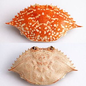 Cáscaras de Cangrejo Secas al por Mayor para Decoración de Alimentos y Manualidades |   20 kg/caja |   Vida útil de 24 meses |   Anna - Product Image 1