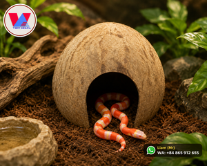 LIAM +84865912655/ Nido para Pájaros de Cáscara de Coco Reutilizable y Duradero, Estilo Simple para Uso en Interiores y Exteriores, Venta al por Mayor de Reptiles |   Fábrica - Product Image 5
