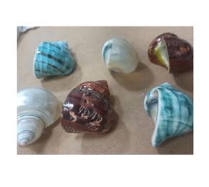 Anneaux de serviette Turbo SHELL polis blancs de haute qualité utilisés pour les décorations de mariage et les cadeaux de fête - Product Image 5