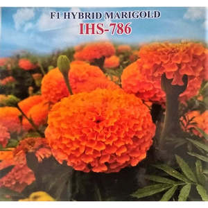 เมล็ดพันธุ์ไฮบริดไอริส มาริโกลด์ ออเรนจ์ IHS-786 F1 พืชดอกผลผลิตสูง - Product Image 5