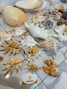 โรงงานเวียดนาม จำหน่ายเปลือกหอยทะเลธรรมชาติ รวมเปลือกหอยสองครีบ เปลือกหอยสังข์ เปลือกหอยเชลล์ สำหรับงานตกแต่ง งานฝีมือ จำหน่ายส่งออกจำนวนมาก - Product Image 5