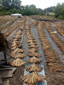 Jacinthe d'eau pour fabrication artisanale de paniers de sac/jacinthe d'eau séchée biodégradable pour sac fait main - Product Image 6