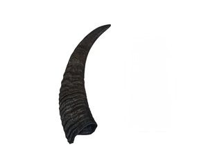 Corne de chèvre polie, finition naturelle, écologique, rustique, Halloween, nouvelle, haute qualité, pour la décoration et l'artisanat - Product Image 3