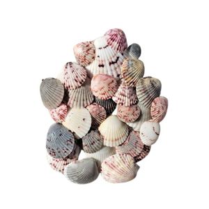 BEST SELLING Handmade Eco-Friendly Sea <b>Shell</b> Decorative Crafts Collection for DIY Micro Landscape Party Decor From Blue Lotus - Product Image 1