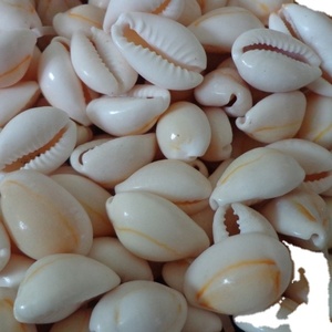2021 coquilles de cauri jaunes naturelles de haute qualité pour bracelet cadeaux 99GD - Product Image 1
