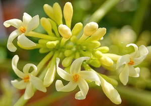 Premium <b>Dried</b> Papaya Flowers - Natural, Organic & Bulk Supply // Evan - Product Image 2