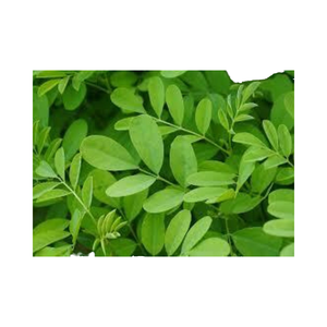 CO2สกัดใบ Indigofera - Product Image 1