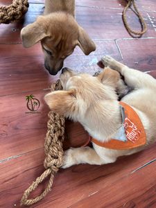 Jouet à mâcher pour animaux de compagnie en fibre de coco naturelle, fait main, écologique, sans produits chimiques, en provenance du Vietnam, au meilleur prix de gros - Product Image 6