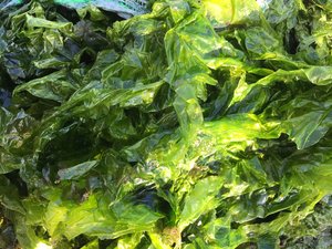 HOT 2024 Exporting Top Quality Green Seaweed Powder - Ulva Lactuca From Vietnam Bulk Export/ Ms.Thi - Product Image 5