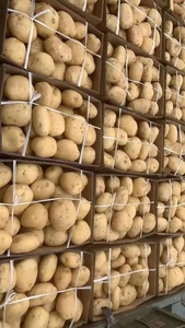 Patatas Frescas de Alta Calidad de Tanzania, Almacenamiento a Granel, 25 kg, Redondas, Calidad 100, 30 cm, Larga Duración, en Venta - Product Image 4