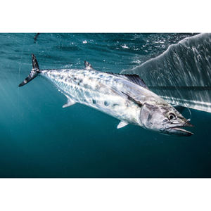 Pescado Caballa Congelado, Suministro de Caballa Congelada, Caballa del Pacífico Congelada en el Mar, Caballa Congelada a la Venta - Product Image 2