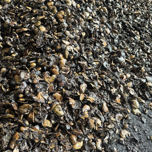 EXTRACTO DE CÁSCARA DE ANACAR KMI |   RESIDUO DE CÁSCARA DE ANACAR - MEJOR PRECIO PARA PEDIDOS AL POR MAYOR - SUMINISTRO ESTABLE - Product Image 3