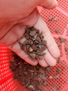 Produit vietnamien arbre d'écorce de pin pour la literie des animaux de compagnie à chenilles meilleur prix du Lotus bleu + 84858021450 - Product Image 2
