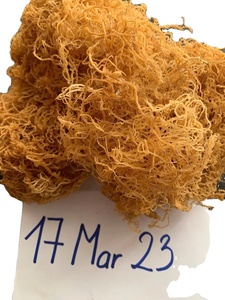 มอสทะเลแห้งคุณภาพสูง-ขายส่งและจำนวนมากในราคาที่ดีที่สุด - Product Image 5