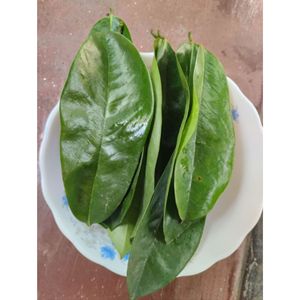Feuilles de corossol séchées vietnamiennes, thé de Graviola, produit en gros - Product Image 3