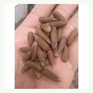Noix de pin de qualité supérieure, spécialité Chilgoza, noix de pin - Product Image 6