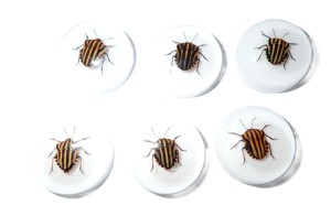 Cabujón de Plástico con Espécimen Real de Insecto Rayado, Redondo, 25x25 mm, Base Plana Blanca para Manualidades y Joyería - Product Image 5