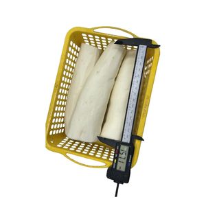 Raíz de Yuca Fresca y Congelada, Yuca Congelada Natural, Manioc Orgánico Congelado, Raíz de Tapioca Congelada al por Mayor de Vietnam - Product Image 2