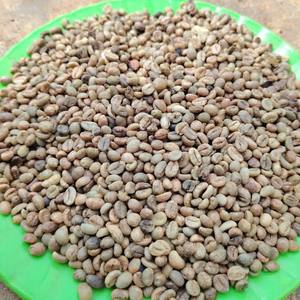 Grains de café vert Robusta en vrac, fournisseur Vietnamien, Grains bruts de qualité supérieure, Grade Export, Prix de gros, Meilleure vente - Product Image 1