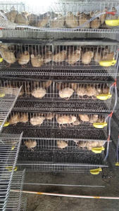 Gabbia <span class=keywords><strong>animale</strong></span> alimentazione automatica 200-300 quaglie/set HJ-QC400A - Product Image 5