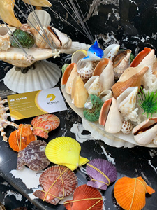 Colección de Conchas Marinas Naturales: Concha Reina, Casco de Rey, Tritón, Murex Manzana, Tulipán Verdadero, Concha de Cauri, Vieira Decorativa - Directo de Fábrica en Vietnam - Product Image 4