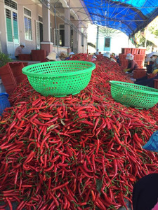 [Lựa chọn hàng đầu 2025] Ớt Đỏ tươi từ Việt Nam chất lượng cao 10kg thùng carton sẵn sàng trong kho với giá tốt nhất - Product Image 5