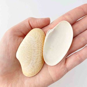 Coquillages naturels à prix avantageux, fournisseur vietnamien, coquilles de palourde plates pour artisanat, vente en gros - Product Image 3