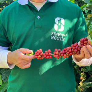 Café Sinh Nguyen, Granos de Arábica Verdes Sin Tostar, Alta Calidad, Procesado con Miel, Vietnam, 60 kg/bolsa, 1-1.5% Cafeína, Natural - Product Image 6