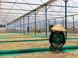 Café vert en grains Arabica de spécialité du Vietnam, directement de l'usine, mélange de café cru, étiquette privée OEM, emballage personnalisé - Product Image 6