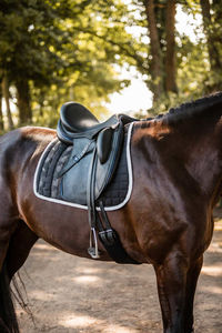 Almohadilla de Silla de Montar Multiusos con Estampado de Estrellas, Relleno de Algodón Sublimado y Forro de Polialgodón para Equitación - Product Image 4