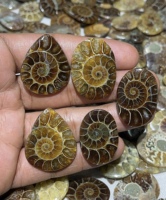 Cabochons en ammonites fossiles naturels de formes variées pour pendentifs et bagues en argent, et pierres fossiles de haute qualité en vrac pour l'exportation mondiale