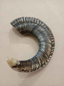 Shofar de Cuerno de Carnero de la Mejor Calidad, Shofar Natural para Tocar y Fines Religiosos, Shofar Kosher Pulido de CRAFTS GALORE - Product Image 3