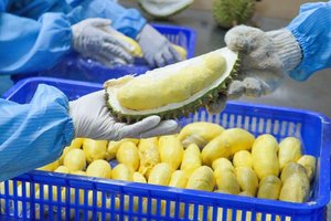 Durian Ri6 Congelado IQF de Primera Calidad, Calidad de Exportación de Vietnam, Suministro a Granel - Product Image 6