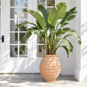 Pot en ciment style provençal français, terre cuite délavée à ventre cintré, pour lavande, romarin et herbes, pour cuisine et jardin <span class=keywords><strong>de</strong></span> style cottage - Product Image 2