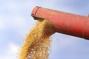 Farine de soja en vrac pour l'alimentation des bovins laitiers, des bovins de chair, des ovins, des caprins et l'industrie de l'alimentation de la volaille - Product Image 5