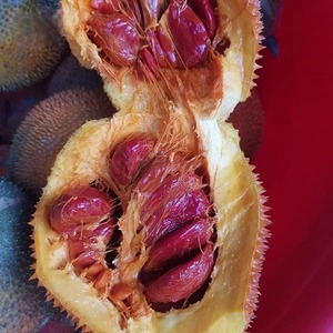 Poudre de fruit de Gac biologique IQF surgelée du Vietnam, qualité supérieure, en vrac, extrait naturel de Momordica Cochinchinensis - Product Image 3