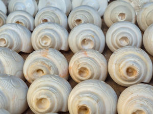 Concha Shankh Tallada a Mano con Grabado Floral, Concha Natural de Origen Indio para Pooja, Artículo Decorativo Espiritual - Product Image 3