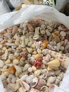 Conchas Marinas Pulimentadas de Vietnam, Tamaños Variados, Material Natural para Proyectos de Manualidades, Pulseras, Marcos de Espejos, Decoración del Hogar - Product Image 5