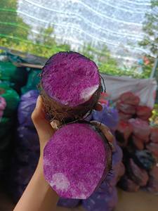 Ñame morado orgánico congelado a precio económico, ñame morado congelado de corte limpio de Vietnam, envasado al vacío para exportación de ñame congelado - Product Image 4