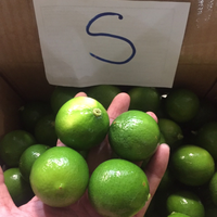 2023 UITVERKOOP Verse Zaadloze Lime Landbouwexportproducten Ben Tre Citrusvrucht 8kg Graad Natuurlijke Zure Smaak 90 Dagen Houdbaarheid