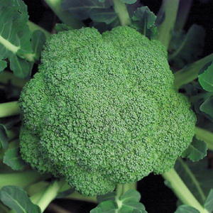 Vegetales Frescos, Coliflor Fresca de Buena Calidad y Bajo Precio - Product Image 5