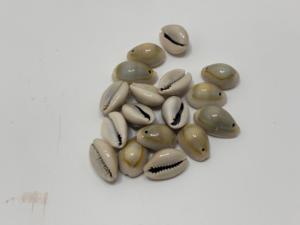 Coquillages de cauris jaunes naturels sculptés et étanches pour la fabrication de bijoux, la décoration de plage, les cadeaux et les designs côtiers - Product Image 2
