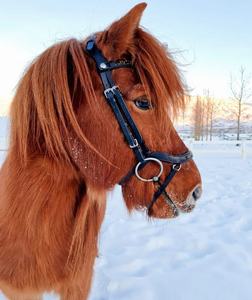 Harnais pour cheval en cuir et nylon de grande qualité avec pierres arc-en-ciel, design personnalisable, produit équestre intelligent - Product Image 4