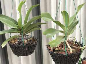 Pot de fleurs en plastique PP noir de qualité supérieure du Vietnam, 250x165, logo personnalisé, style campagnard, pour la maison, le jardin, l'extérieur, emballage empilable - Product Image 2