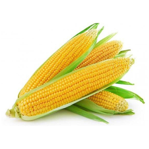 Granos de maíz amarillo secos 100% puros y naturales de la mejor calidad al mejor precio al por mayor - Product Image 1