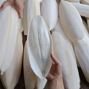 Os de Seiche Broyé – Supplément de Calcium Premium – Os de Seiche (Os de Calamar) Séché de Qualité Supérieure – Couleur Blanche, Faible Teneur en Humidité pour Oiseaux et Perroquets - Product Image 5