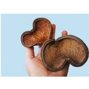 ยามูนา ฝักบัลมอสแห้งธรรมชาติรักษ์โลก (ขนาดเล็ก) สำหรับตู้ปลา - Product Image 2