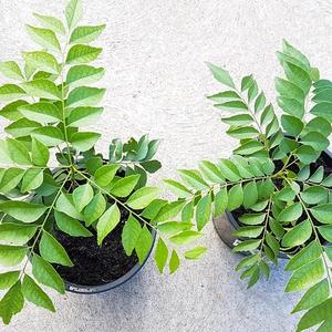 Private Label <b>Dried</b> <b>Curry</b> <b>Leaves</b> Supply For Retail Brands And International Distributors - Product Image 6