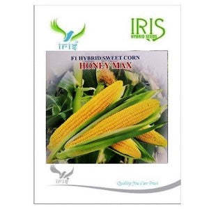 IRIS Vegetales Híbridos, Maíz Dulce Híbrido F1, Semillas de Maíz <span class=keywords><strong>Blanco</strong></span> Orgánico Sin OMG para Alimentación Animal, Maíz Amarillo Seco Estilo Honeymax - Product Image 2